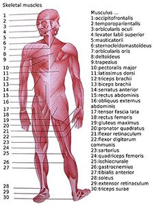 high-protein-diet-muscles-of-the-body.jpg