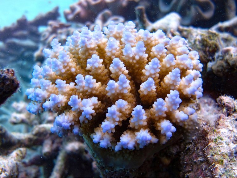 Lady-Musgrave-Coral.jpg