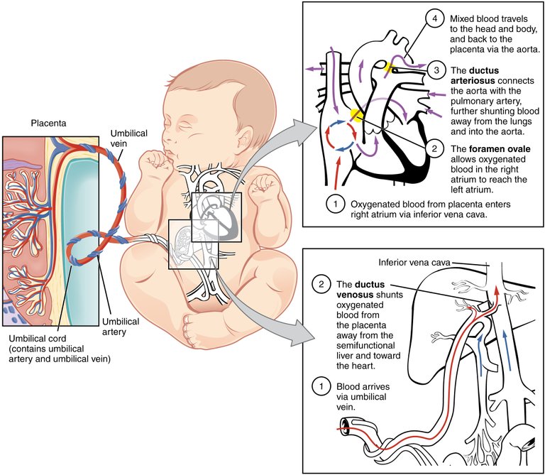 2916_Fetal_Circulatory_System-02.jpg