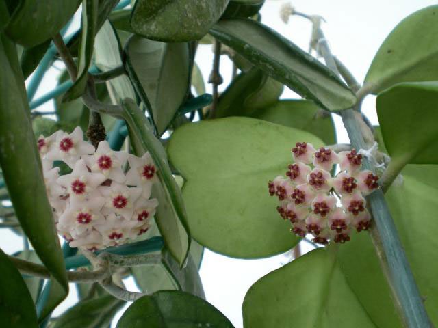 Hoya-kerrii_flowers_op.jpg