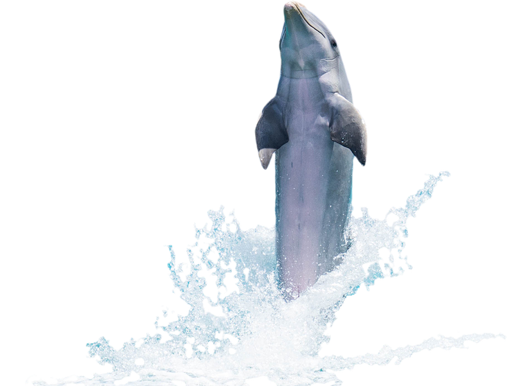 dolphin-1184234_960_720.png