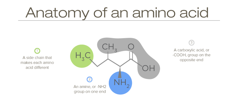 Anatomy-of-an-Amino-Acid.png