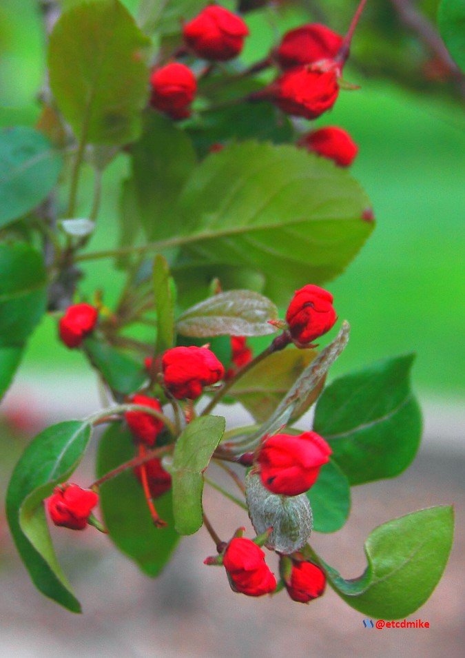 Indian Magic Flowering Crabapple IM-M2-0019.JPG