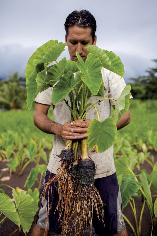 taro-root-oahu-hawaii.adapt.536.1.jpg