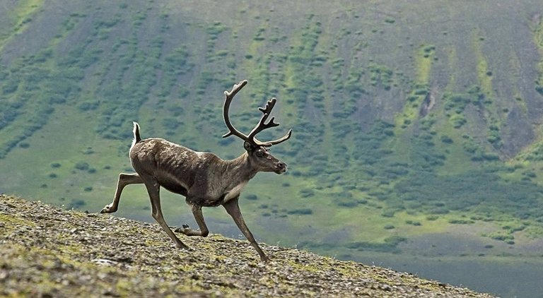 caribou-2035472_1280.jpg