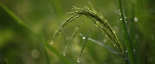 dinisanda photograpy grass.jpg