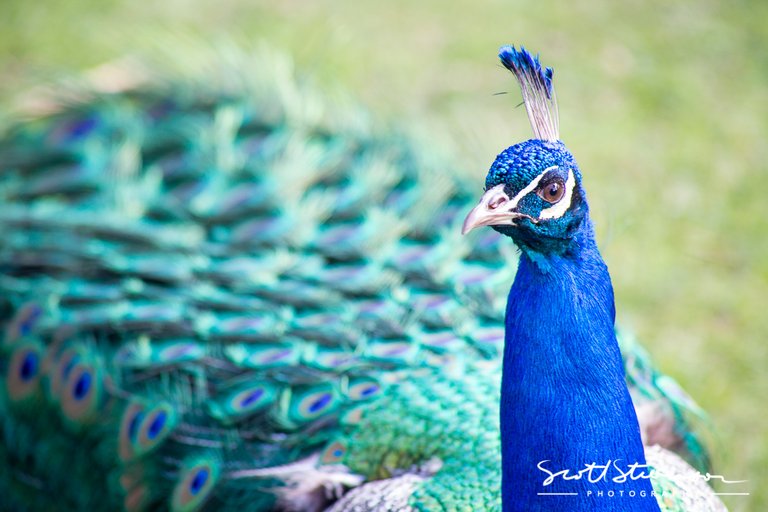 peacock-3.jpg