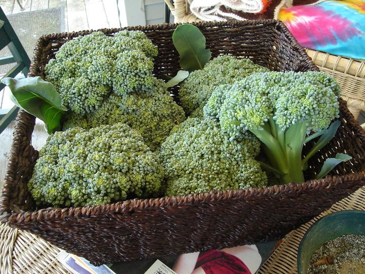 Broccolie2017.jpg