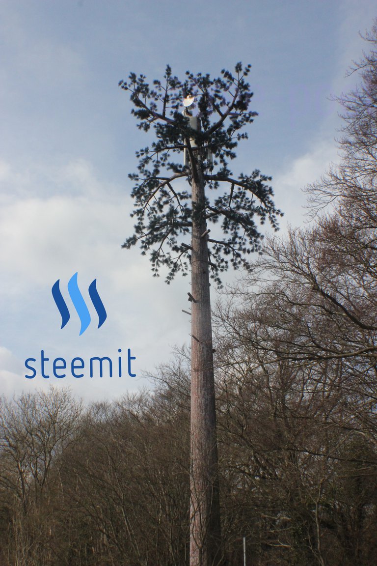 treeSM4.jpg