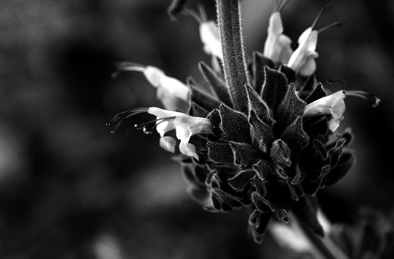 Tree_People_Macro_GH4U1A9390_BW_BB_WEB.jpg