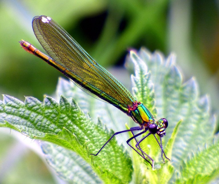 demoiselle-2584825_960_720.jpg