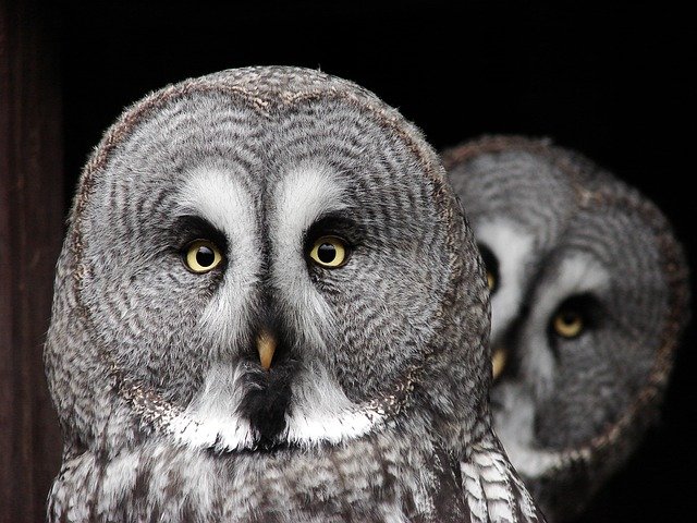 the-great-grey-owl-2762192_640.jpg