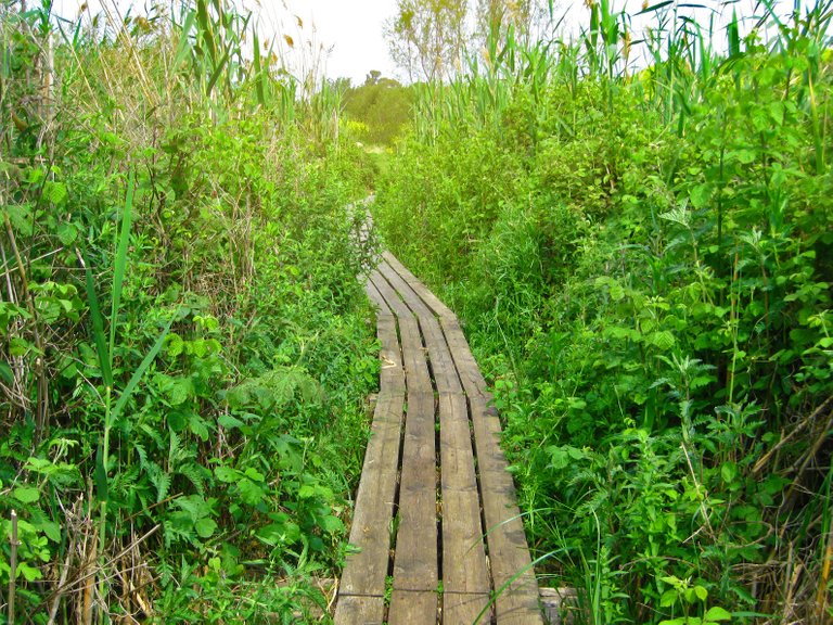 Ein Afek Nature Reserve