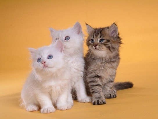Cutest-Cats-Pics-Photos-Images.jpg