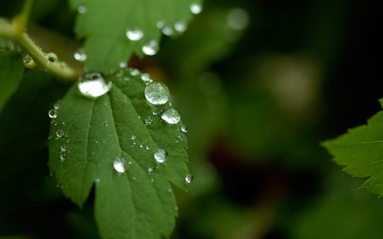 Leaf-after-summer-rain-wa.jpg