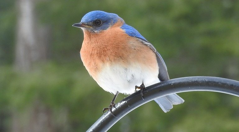 bluebird 8.jpg