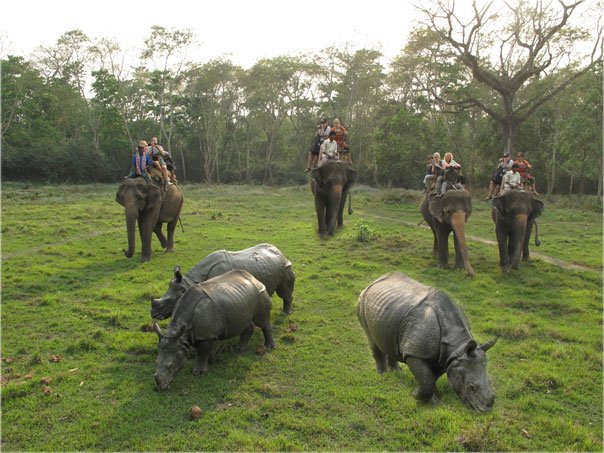 chitwan-elephant-jungle-safari.jpg