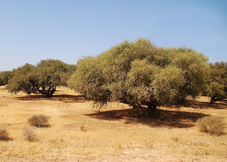 1200px-Plantation_arganier_Luc_Viatour.jpg