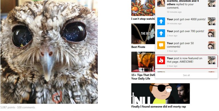 owlfeaturedonHOT2.jpg