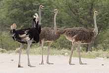 qlow-220px-Struthio_camelus_-_Etosha_2014_(3).jpg
