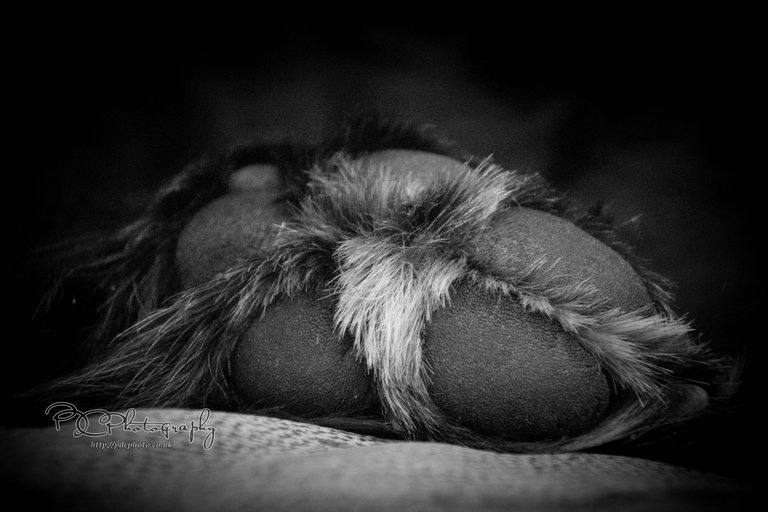 DSC_7806.jpg