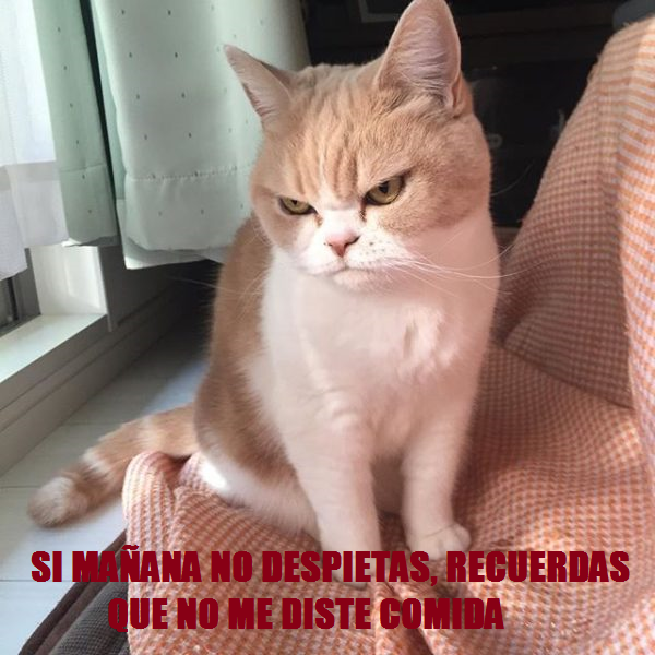 Sin título.png