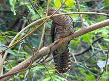 220px-Indian_Cuckoo_(J).jpg