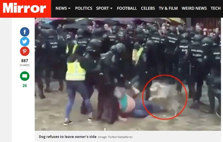 3-Dog-refused-to-leave-owners-side-during-police-violence-in-catalonia.jpg