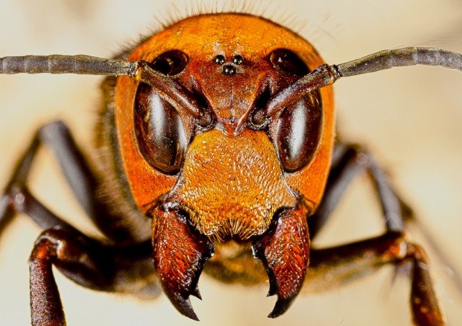 Japanese-Giant-Hornet.jpg