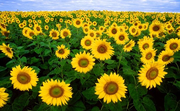 71324_sunflowers.jpg