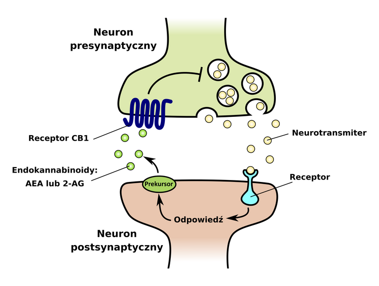 Neurony.svg.png