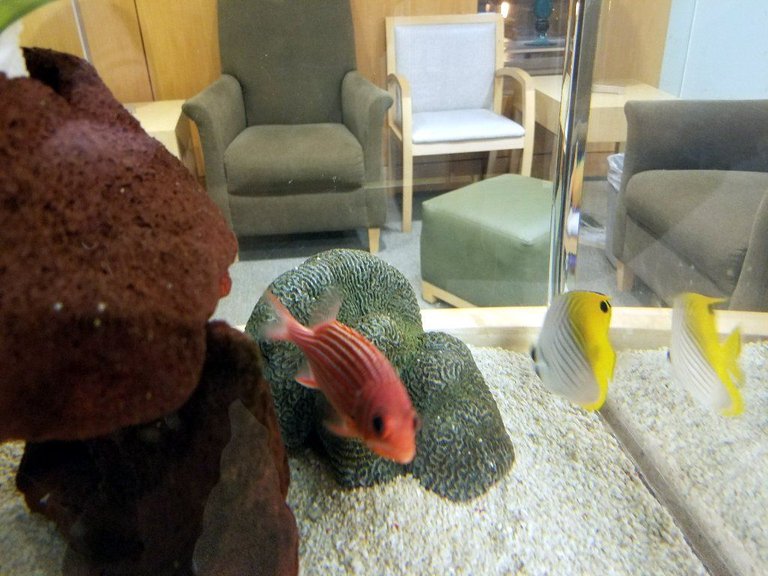 FishtankWaitingRoom.jpg