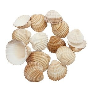 conchas-de-mar-al-peso.jpg