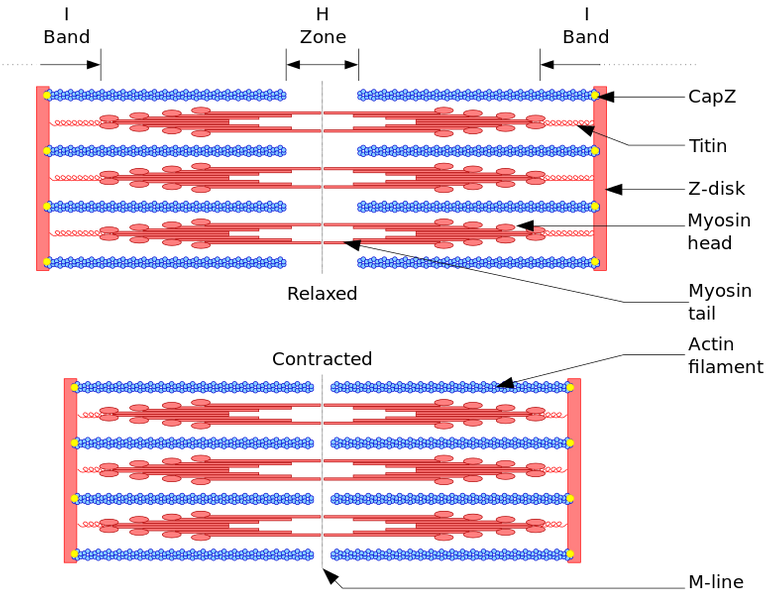 Sarcomere.svg.png