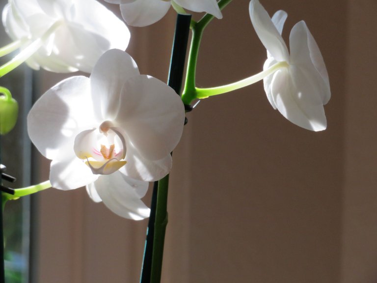 WhiteOrchid2.JPG