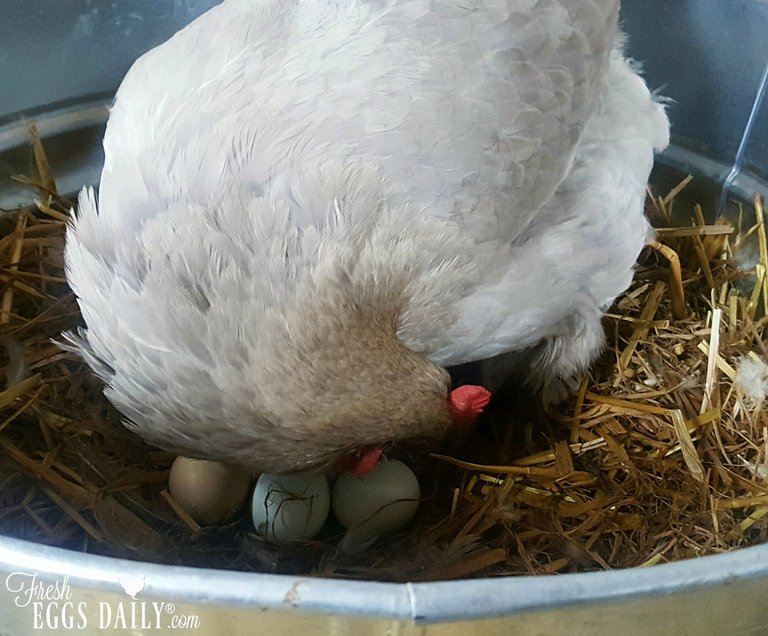 chicken-on-nest-of-eggs.jpg