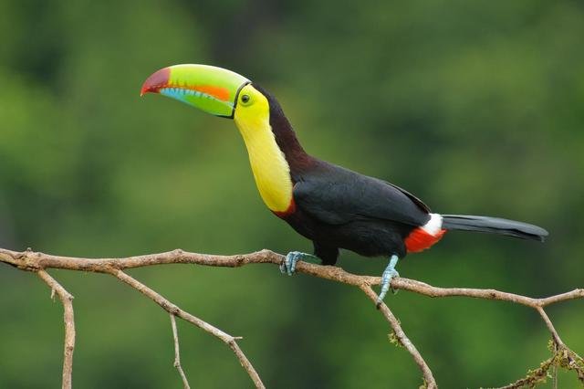 The Toucan.jpg