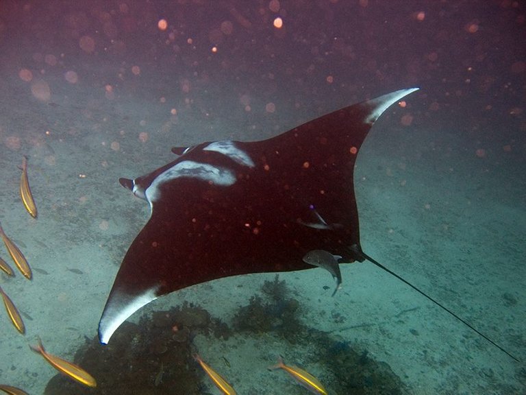 Manta_birostris-Thailand3.jpg