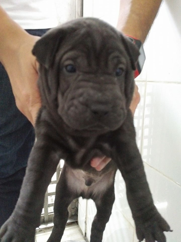 Black sharpei pup 13 July 17.jpg