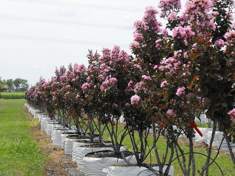 lagerstroemia-indica-whit-viii-cultivar-crape-myrtle-rhapsody-in-pink-1000328977-1374088886.jpg