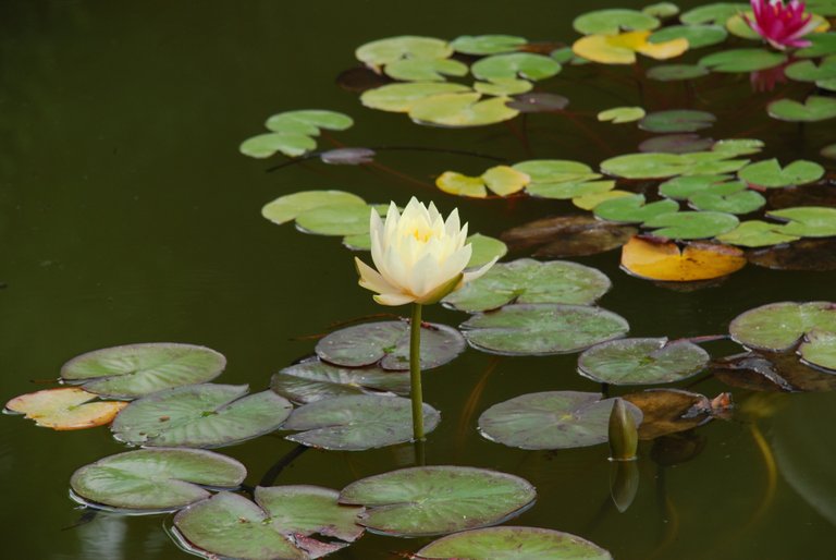 water-lily-2832502.jpg