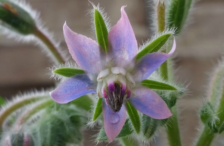 Borage Bloom.jpg