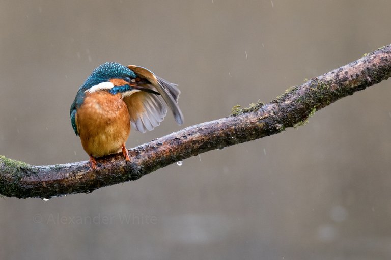 Kingfisher 9.JPG