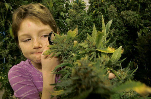 cannabis-and-kids.jpg