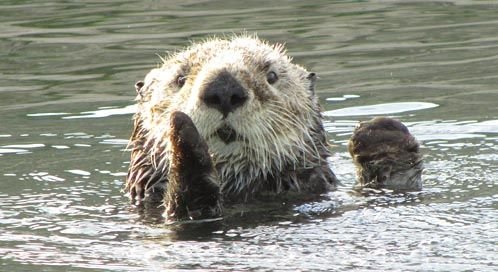 sea-otter-marc-mantione-dpc.jpg