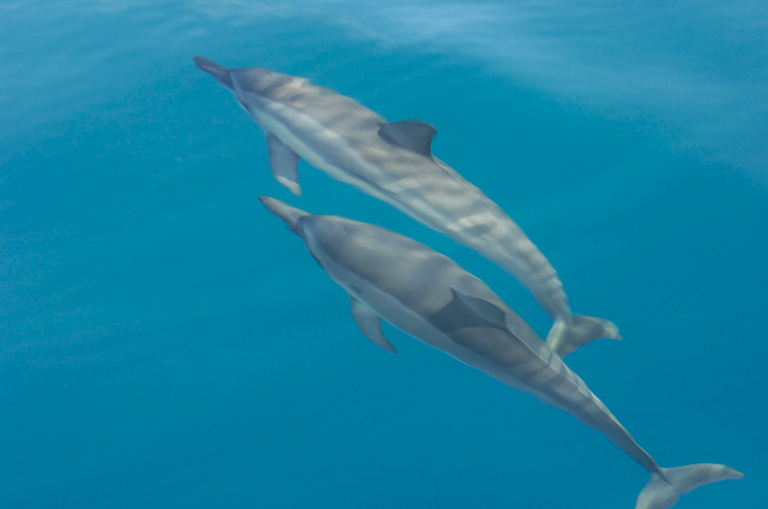 dolphin-2.png