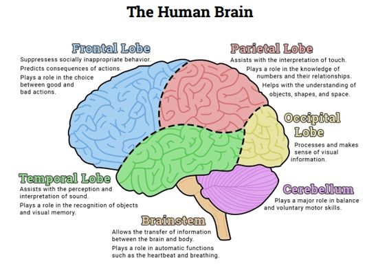 4cd37225feefd8b710f9401662cb3ac0--human-brain-diagram-the-human-brain.jpg