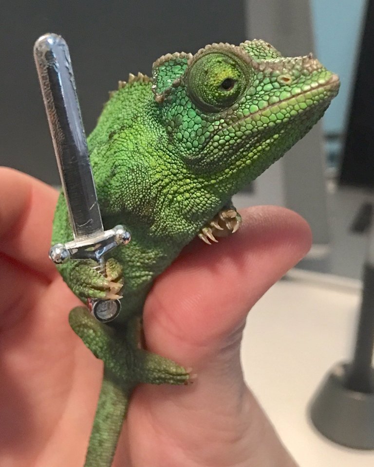 Chameleons will hold onto anything you give them.jpg