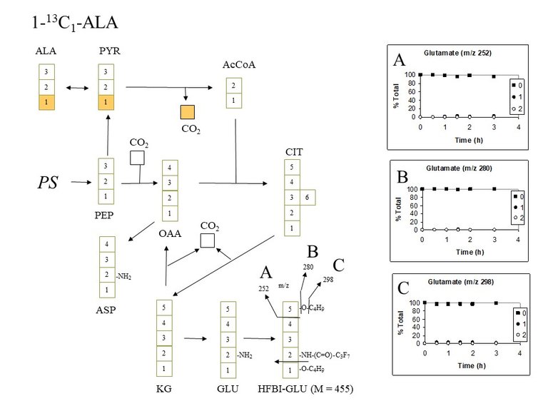 PlantMetabolicFluxAnalysis5.jpg