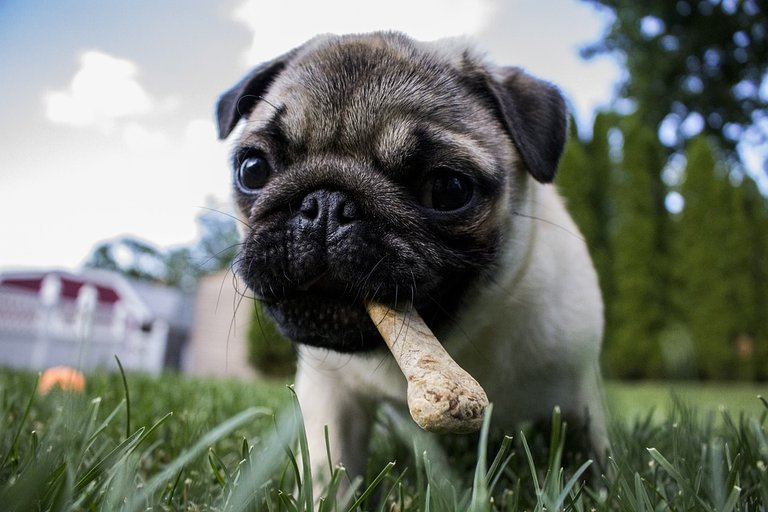 perro comiendo.jpg